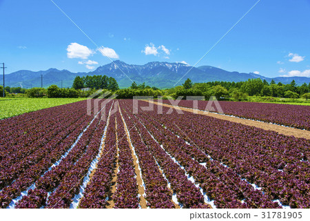 Yatsugatake and Nobeyama Plateau vegetables 31781905