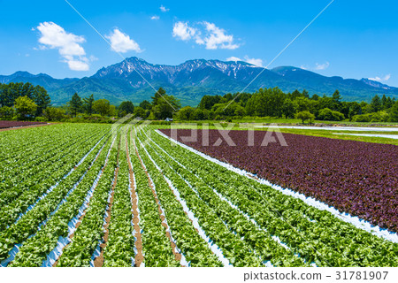 Yatsugatake and Nobeyama Plateau vegetables 31781907