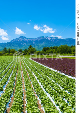 Yatsugatake and Nobeyama Plateau vegetables 31781909