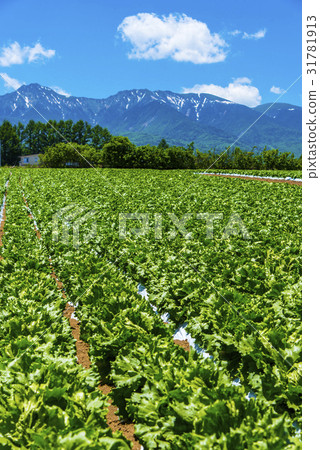 Yatsugatake and Nobeyama Plateau vegetables 31781913