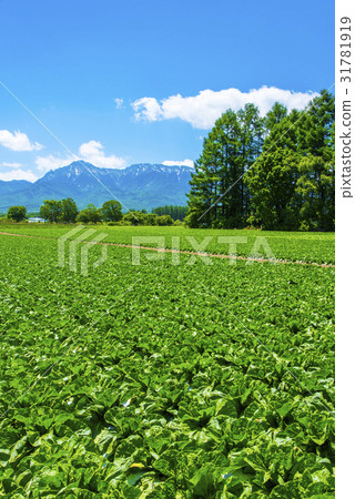 Yatsugatake and Nobeyama Plateau vegetables 31781919