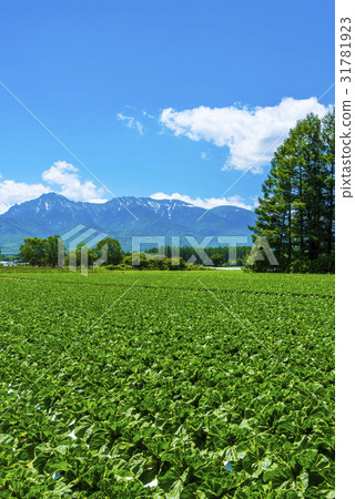 Yatsugatake and Nobeyama Plateau vegetables 31781923