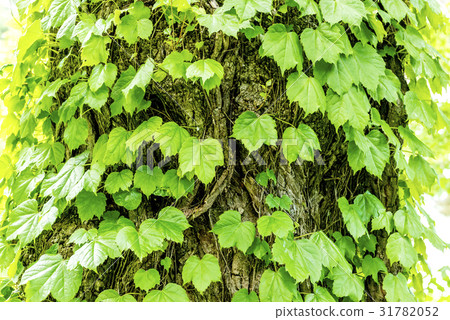 Tangled with trees 31782052