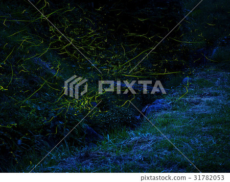 Tsukioro firefly village 31782053