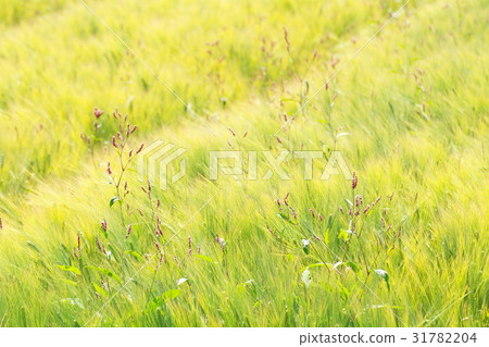 麥田 麥田 31782204