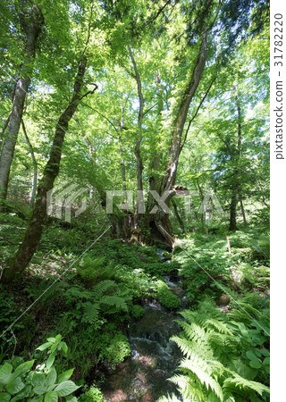 Washike的大假髮流動和水流（兵庫縣香美町） 31782220