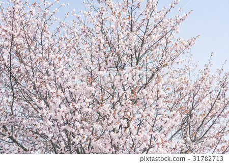 Sakura (high key) Sakura (high key) 31782713