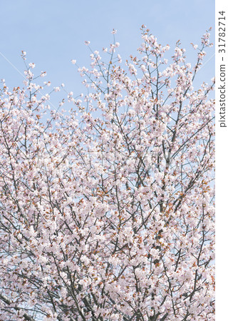 Sakura (high key) Sakura (high key) 31782714