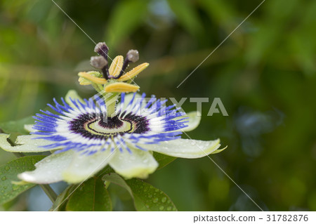 Passion Flower Passion Flower 31782876