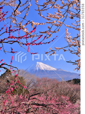 梅和富士山-223863 31783358