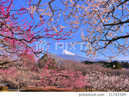 梅和富士山-223881 梅和富士山-223881 31783394