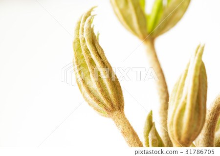 年輕的芽 31786705