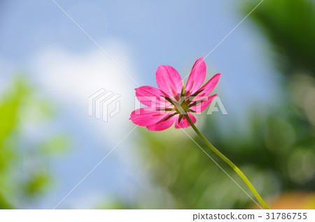 Cosmos flowers in bright day Cosmos flowers in bright day 31786755