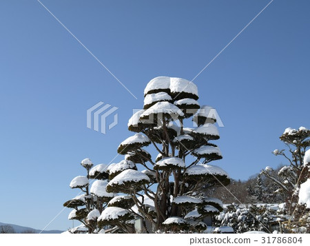 雪帽一樣 31786804