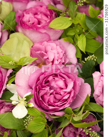 Roses Roses 31786929