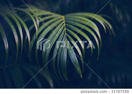 Plant nature growth tropical tree leaf Plant nature growth tropical tree leaf 31787589