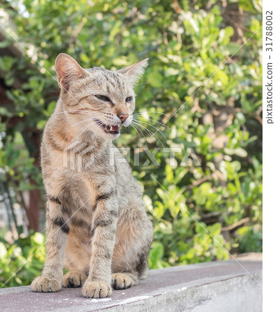 grey cat with pitiable sad eye open his mouth 31788002