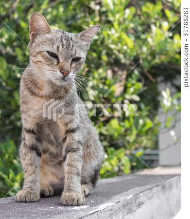 grey cat with pitiable sad eye open his mouth 31788281