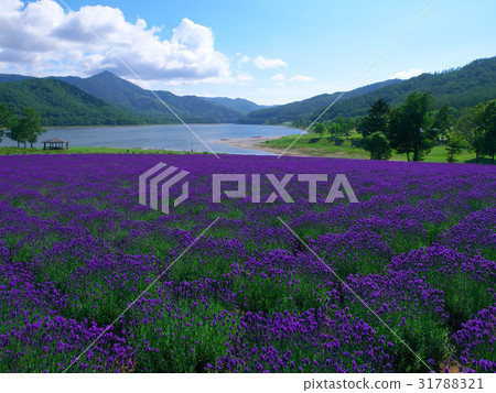 金山湖薰衣草花園 31788321