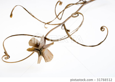 殼土墩水果 31788512