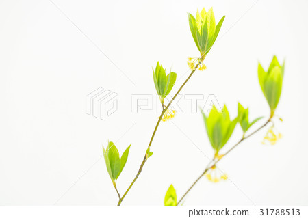 黑色字母 31788513