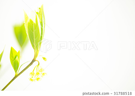 黑色字母 31788518