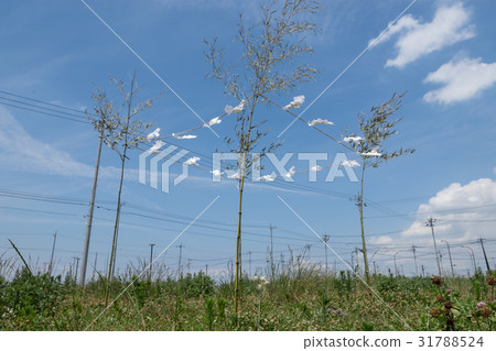 Ground Festival 31788524