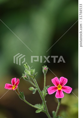 Sambul tenia·紫色女主角 31788533