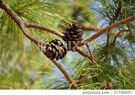 Pine cones at Phu Kradueng National Park  in Loei  31788605