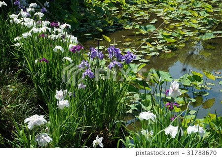 Shubu花池邊緣開花02 Shubu花池邊緣開花02 31788670