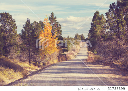 Autumn road 31788899