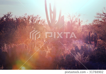 Cactus Cactus 31788902
