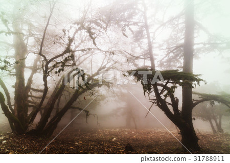 Fog in the forest Fog in the forest 31788911