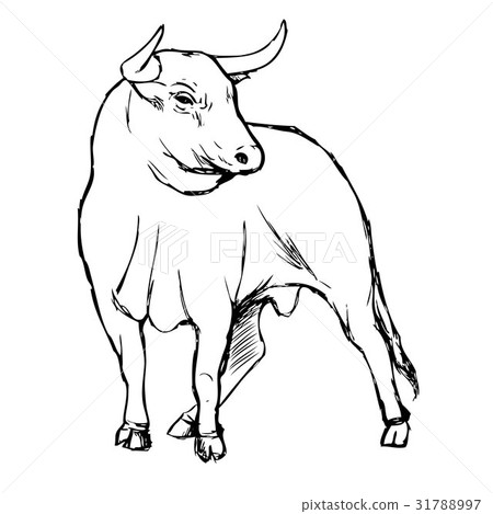 freehand sketch illustration of bul 31788997