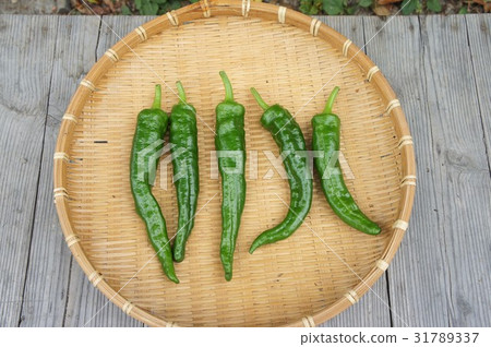 Fushimi chilies 31789337