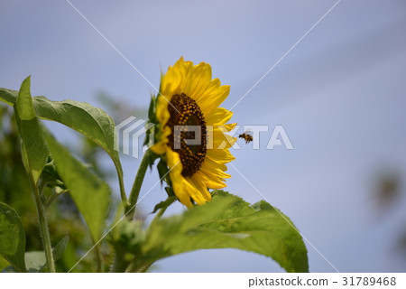 Sunflower sunflower in early summer 31789468