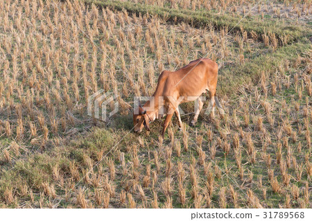 cow eating grass in rice field of farm agriculture cow eating grass in rice field of farm agriculture 31789568