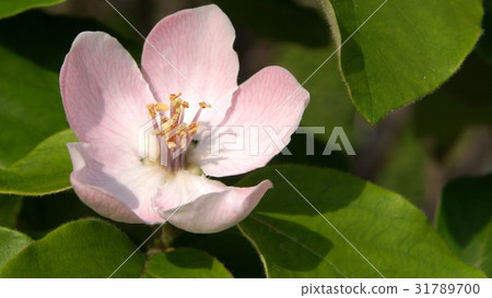 16: 9 flowers of quince (Smyrna) 31789700