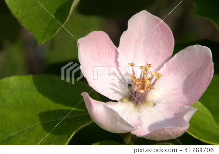 Flower of quince (Smyrna) 31789706