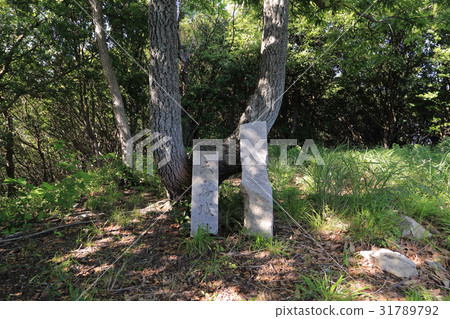 城堡遺址寺(贊岐國家中世紀山城堡) 城堡遺址寺(贊岐國家中世紀山城堡) 31789792