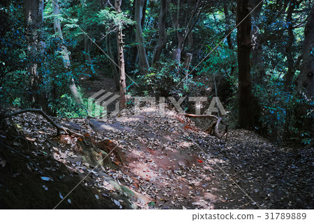 Kuzuhara Oka徒步旅行路線的風景 31789889