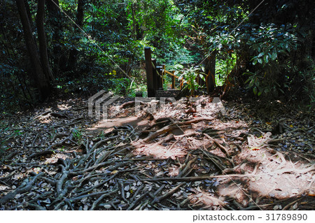 Kuzuhara Oka徒步旅行路線的風景 31789890