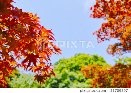 Red Nomura maple in June and broad-leaved trees with fresh green and blue sky Red Nomura maple in June and broad-leaved trees with fresh green and blue sky 31789897