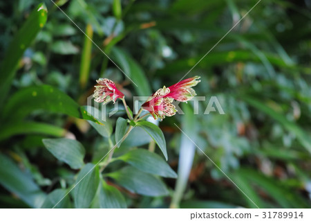 Alstroemeria · Prunkera 31789914