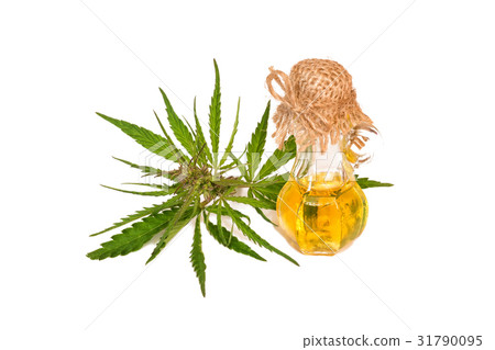 Cannabis leaves and oil isolated on background 31790095