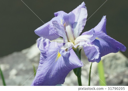 虹膜膠藍紫色09 31790205
