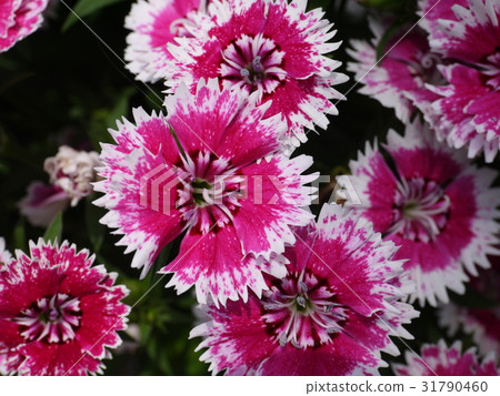 Nadeshiko① Nadeshiko① 31790460