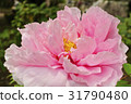 Ootomi peony 31790480