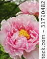Ootomi peony 31790482