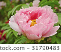 Ootomi peony 31790483